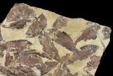 12.5" Fossil Fish (Gosiutichthys) Mortality Plate - Lake Gosiute - #130031-3
